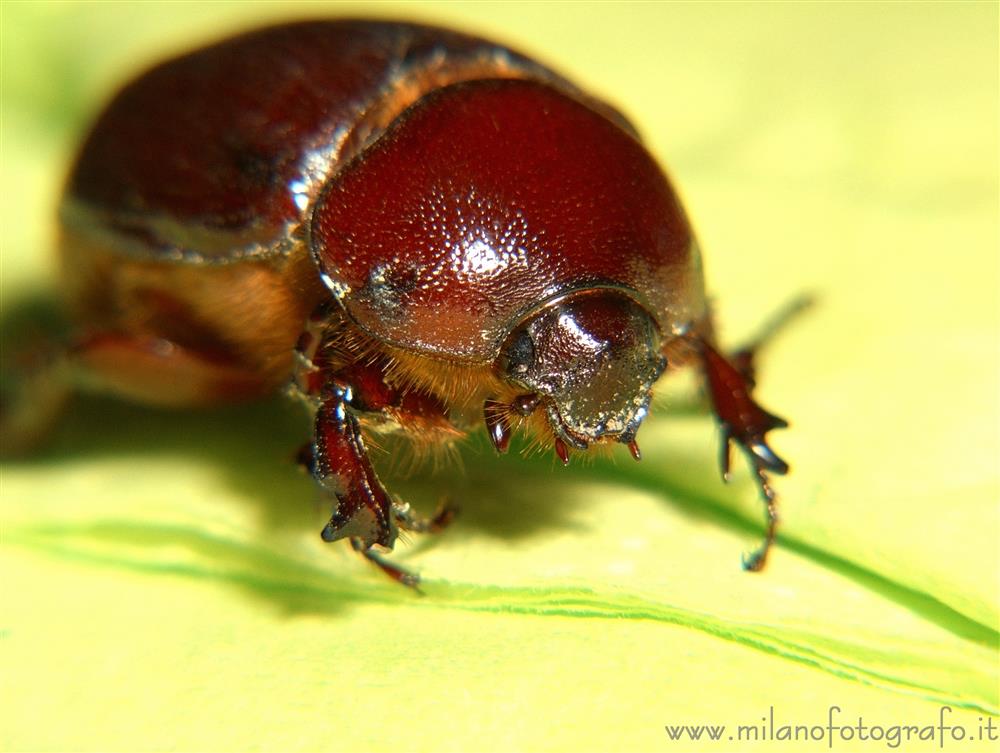 Giurdignano (Lecce) - Femmina di Phyllognathus excavatus